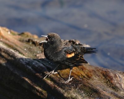 Red-winged Blackbird