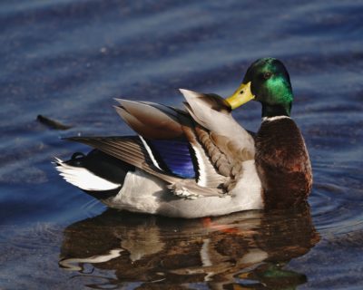 Mallard Duck