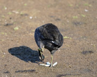 American Coot