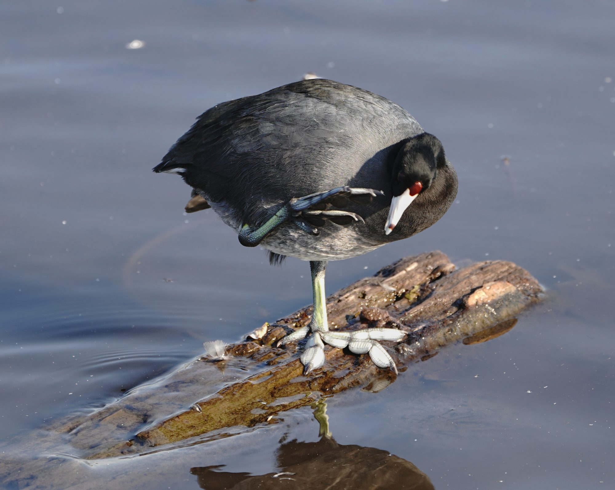 American Coot