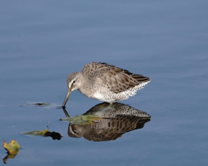 Long-billed Dowitcher