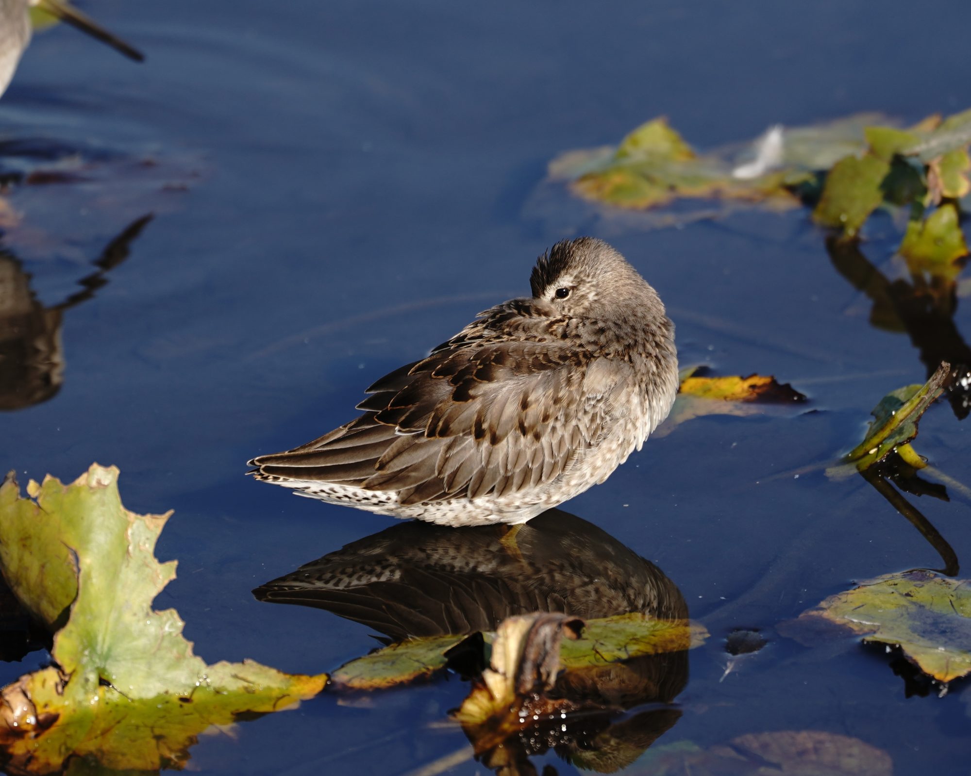 Long-billed Dowitcher