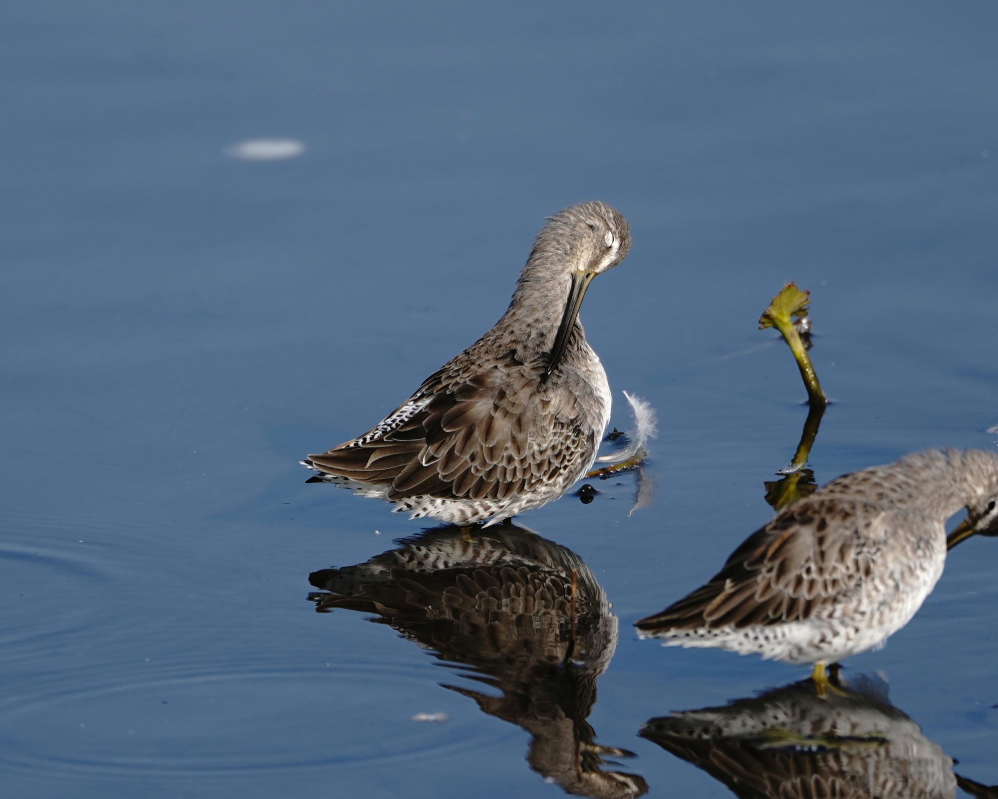 Long-billed Dowitcher