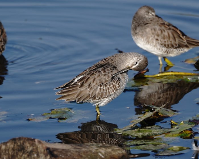 Long-billed Dowitcher