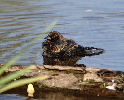 Red-winged Blackbird