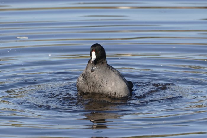 American Coot