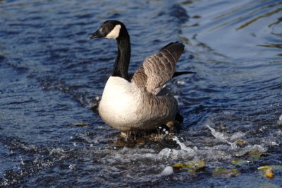 Canada Goose