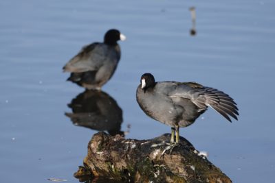 American Coots