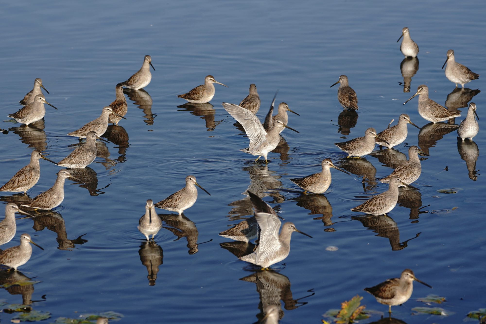 Long-billed Dowitchers