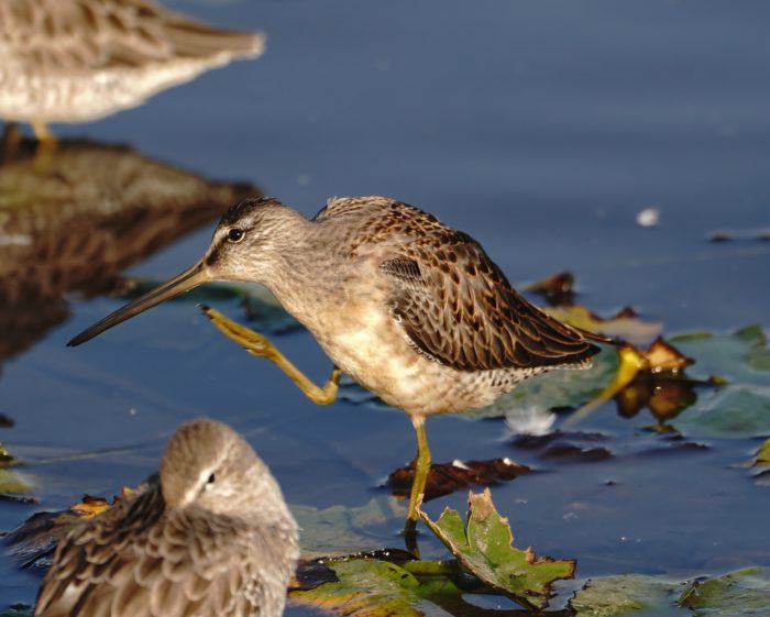 Long-billed Dowitcher