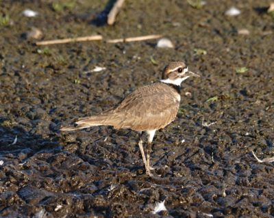 Killdeer