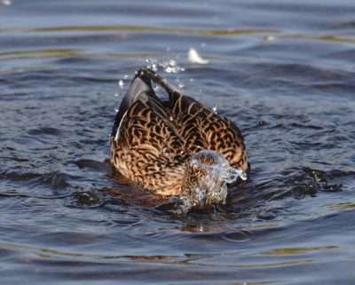 Mallard Duck