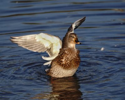 Mallard Duck