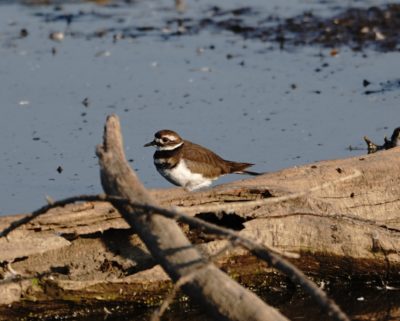 Killdeer