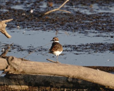 Killdeer