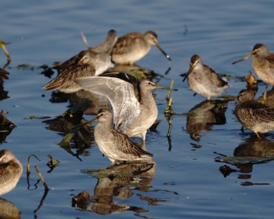 Long-billed Dowitchers