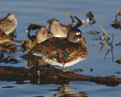 Wood Duck