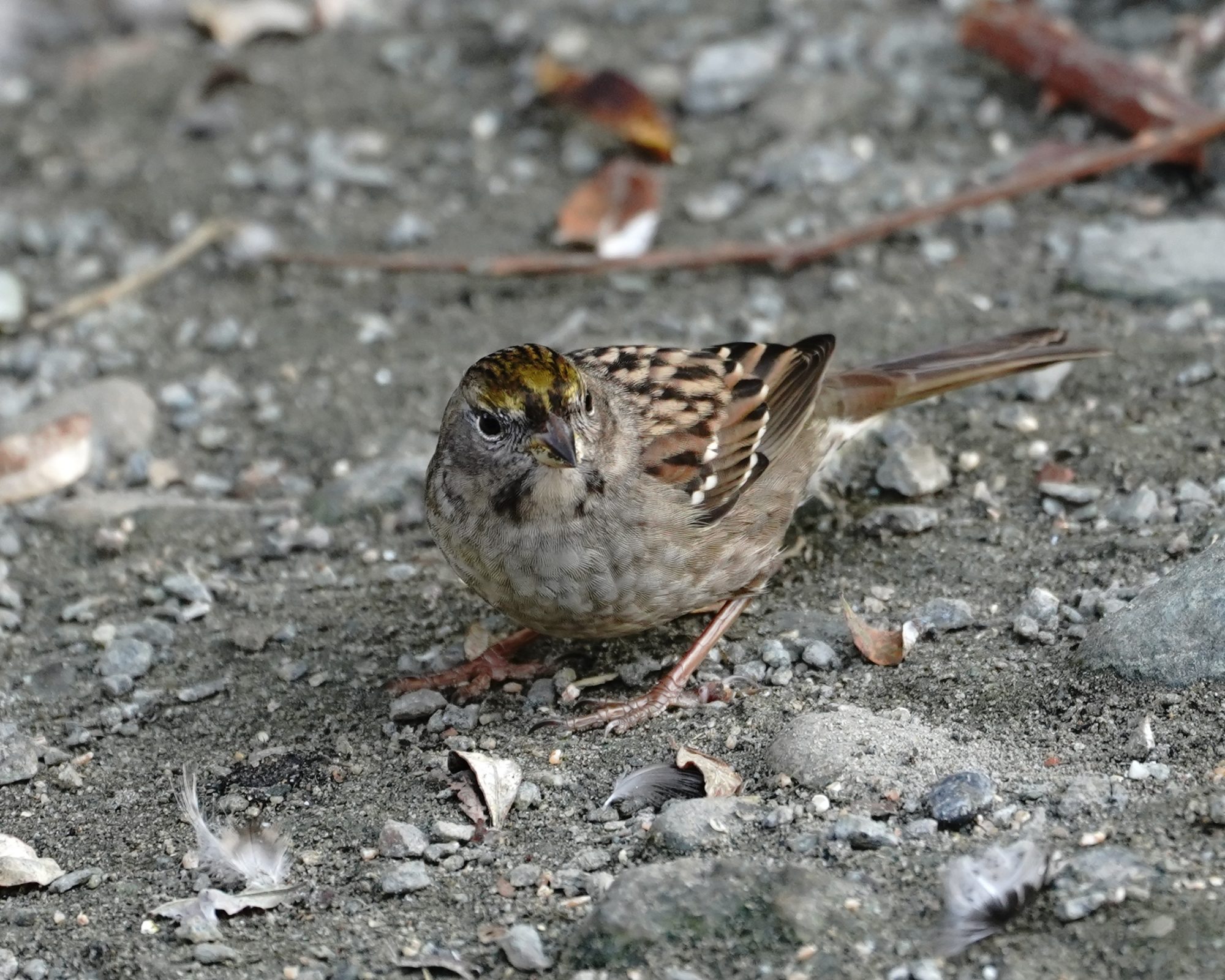 Golden-crowned Sparrow