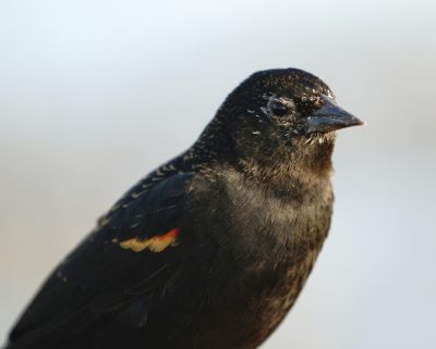 Red-winged Blackbird