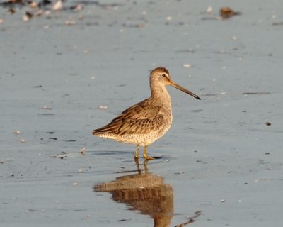 Long-billed Dowitcher