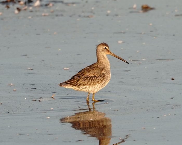 Long-billed Dowitcher