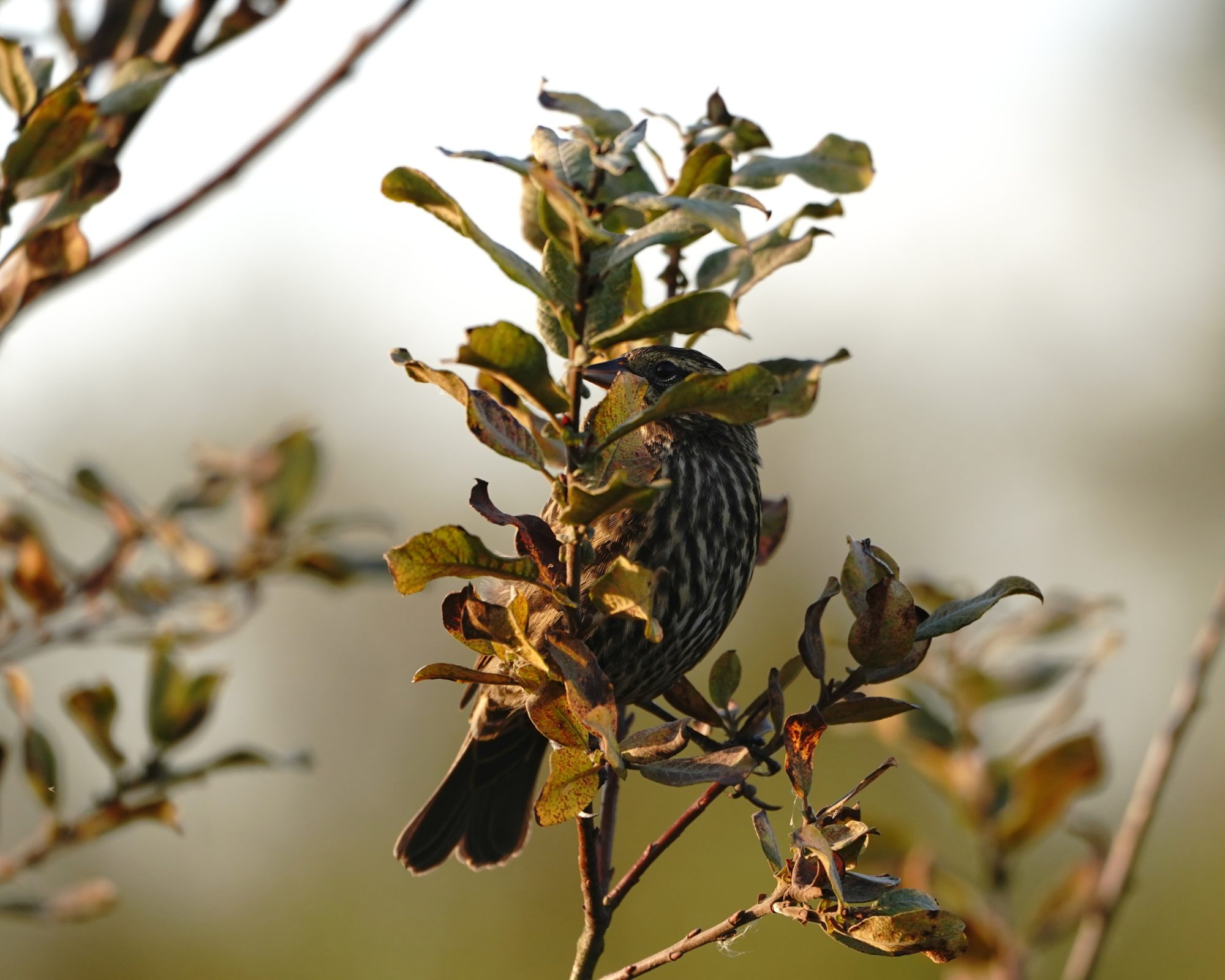 Red-winged Blackbird