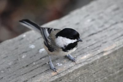 Black-capped Chickadee