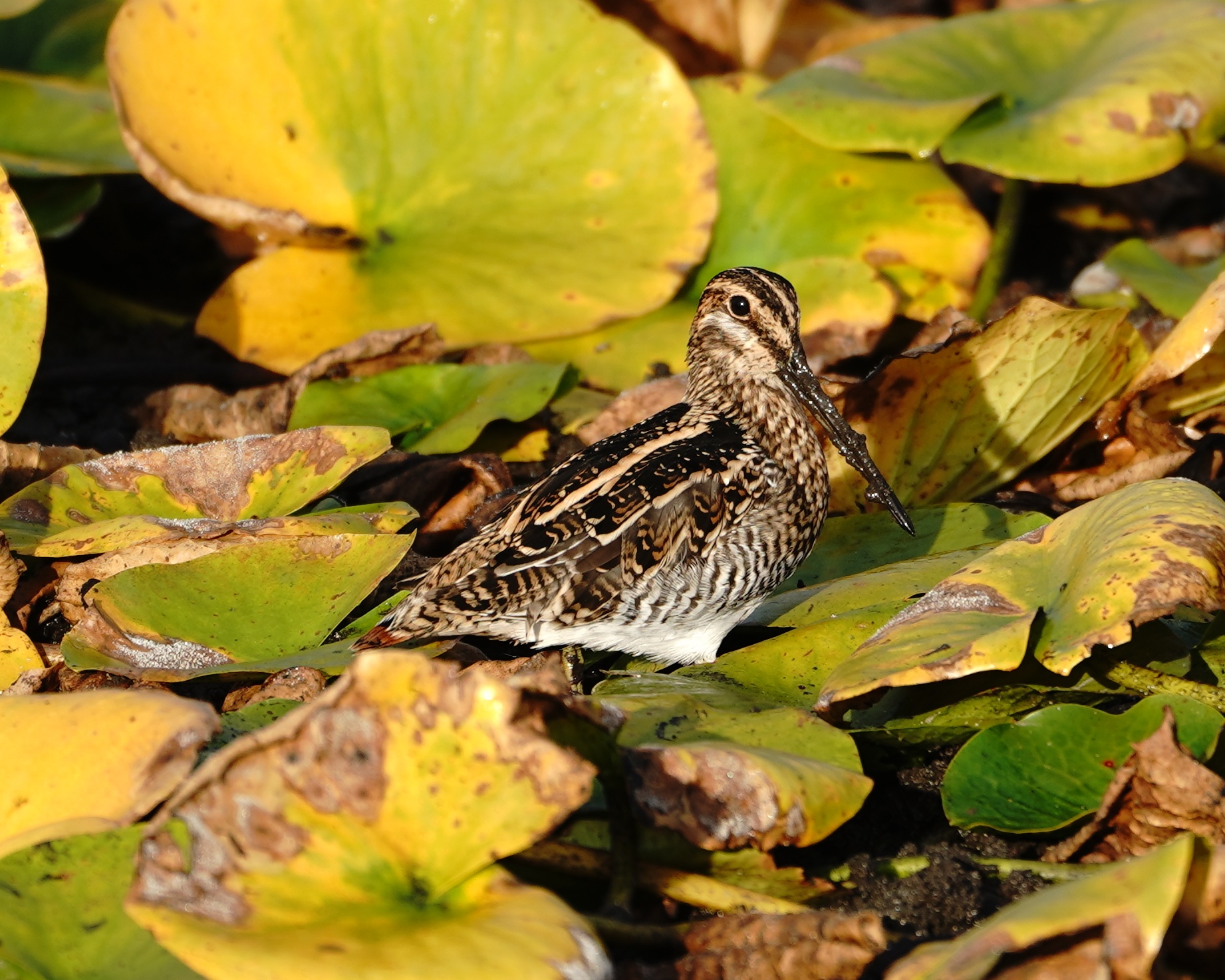 Wilson's Snipe