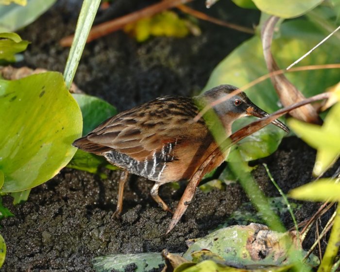 Virginia Rail