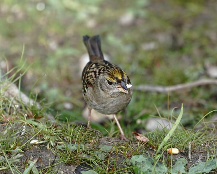 Golden-crowned Sparrow