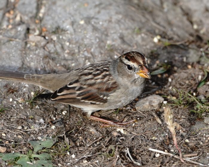 White-throated Sparrow