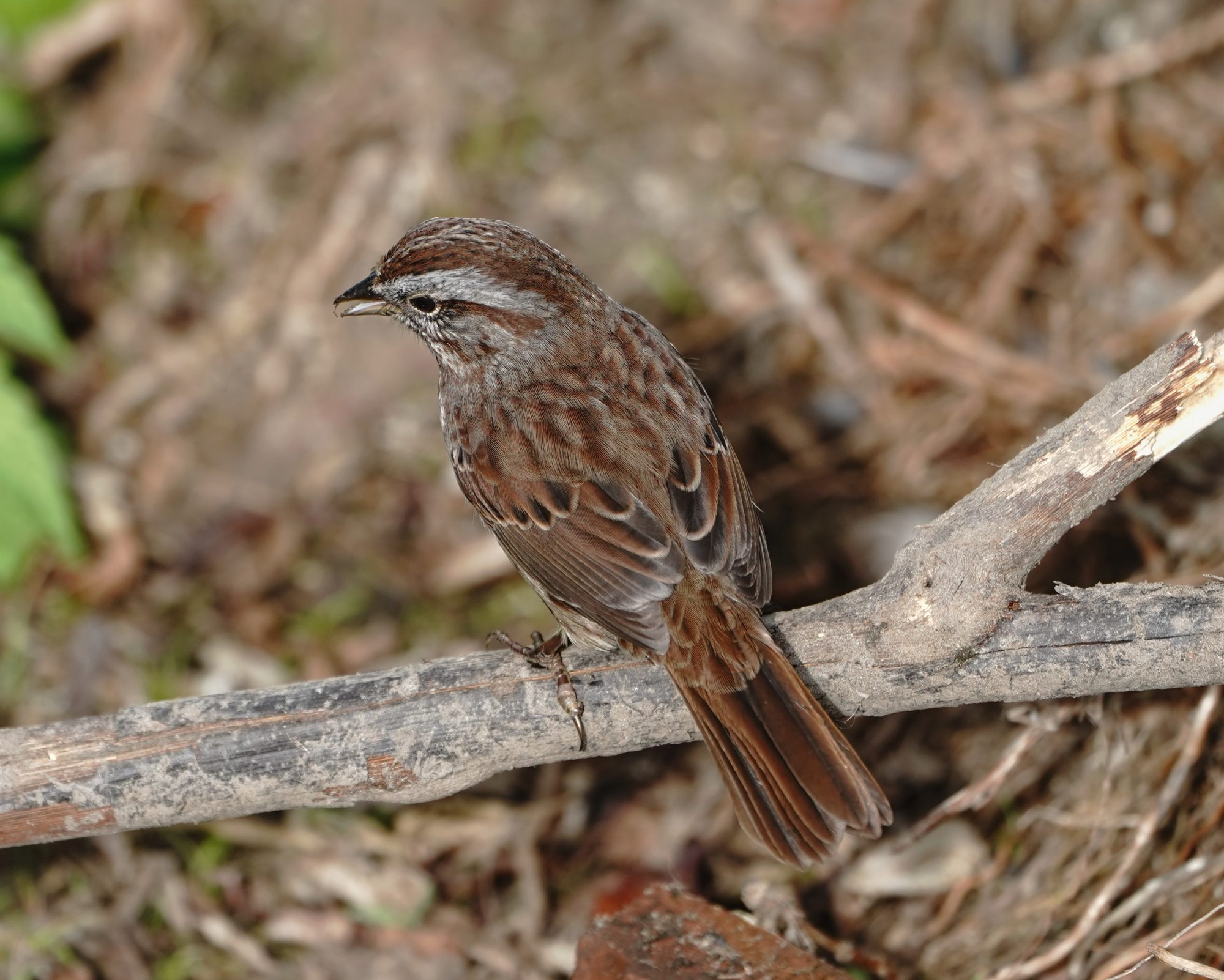 Song Sparrow