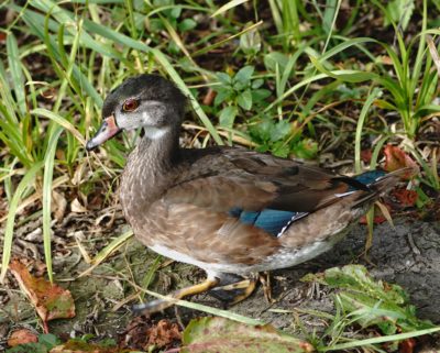 Wood Duck