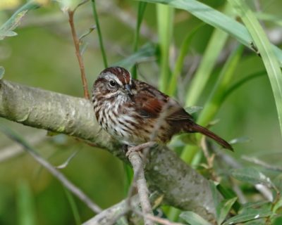 Song Sparrow