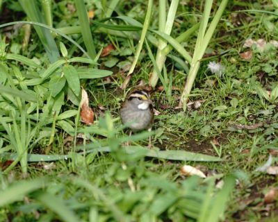 White-throated Sparrow