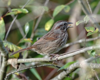 Song Sparrow