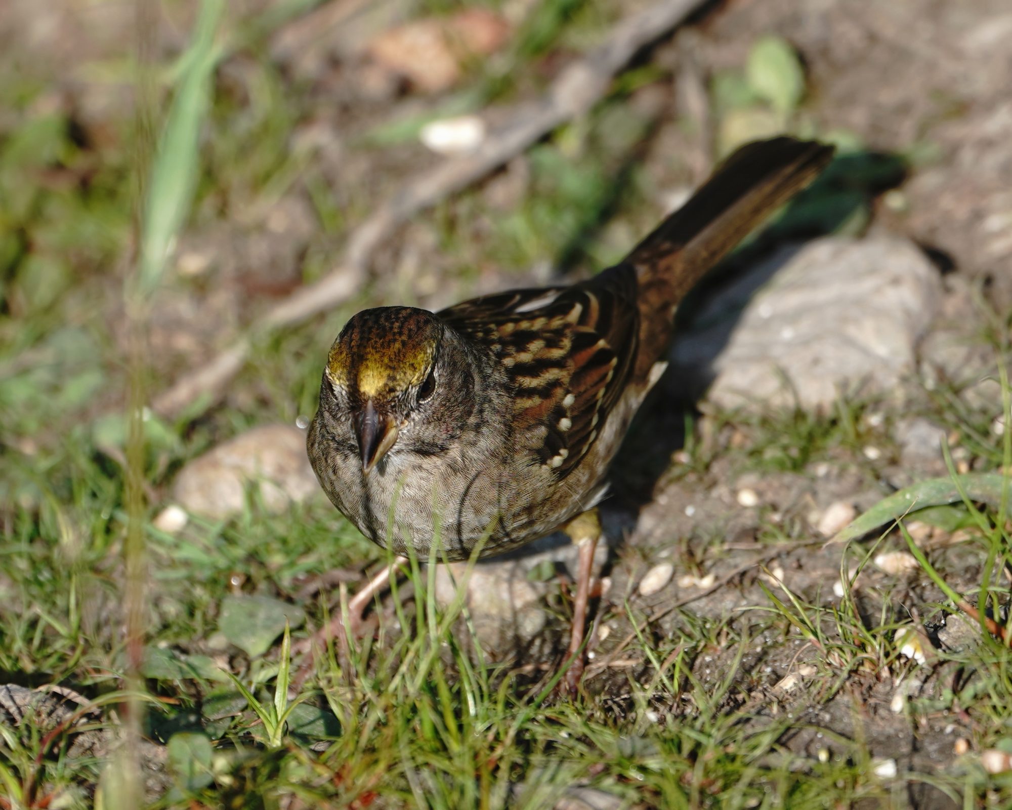 Golden-crowned Sparrow