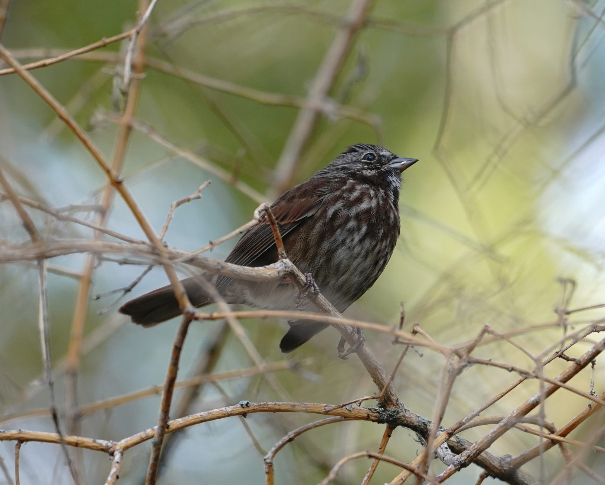 Song Sparrow