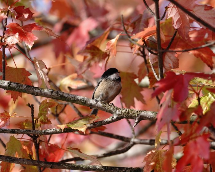 Black-capped Chickadee