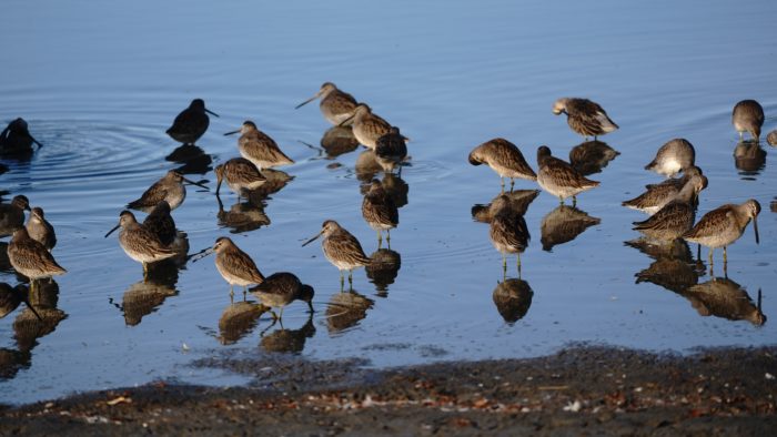 Long-billed Dowitchers