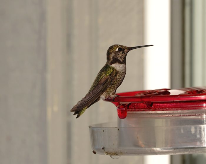 Anna's Hummingbird