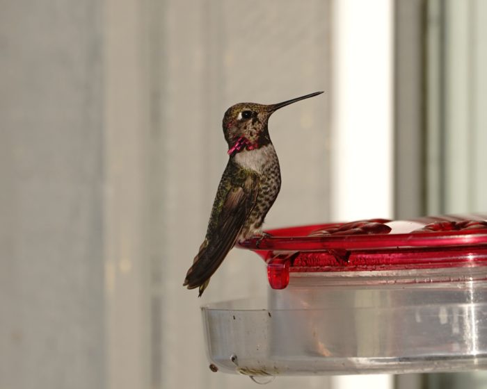 Anna's Hummingbird