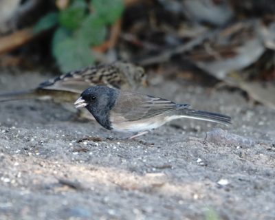 Dark-eyed Junco