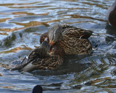 Mallard Ducks