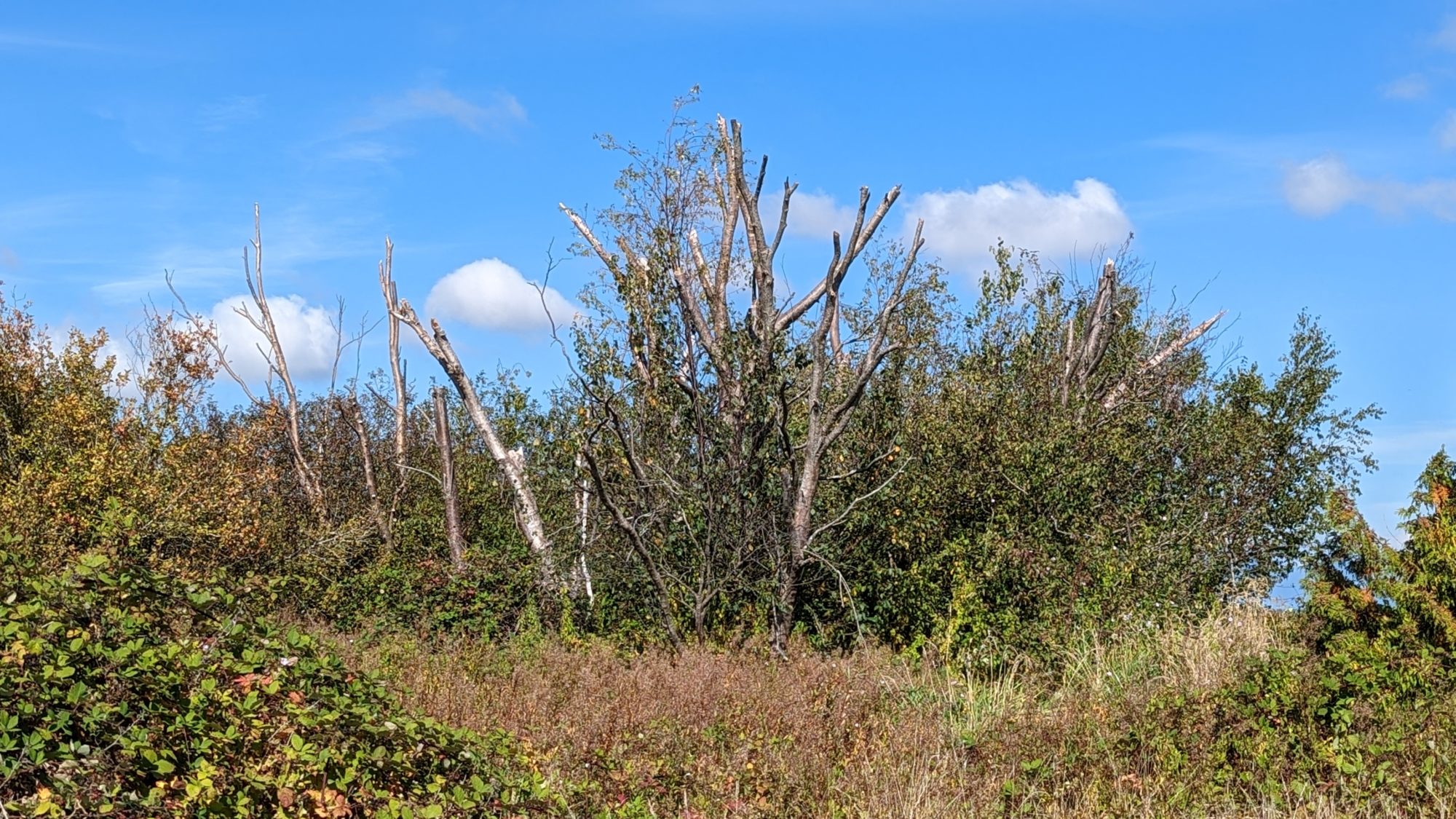 Grove of trees