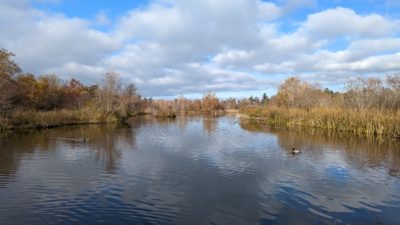 Reifel pond