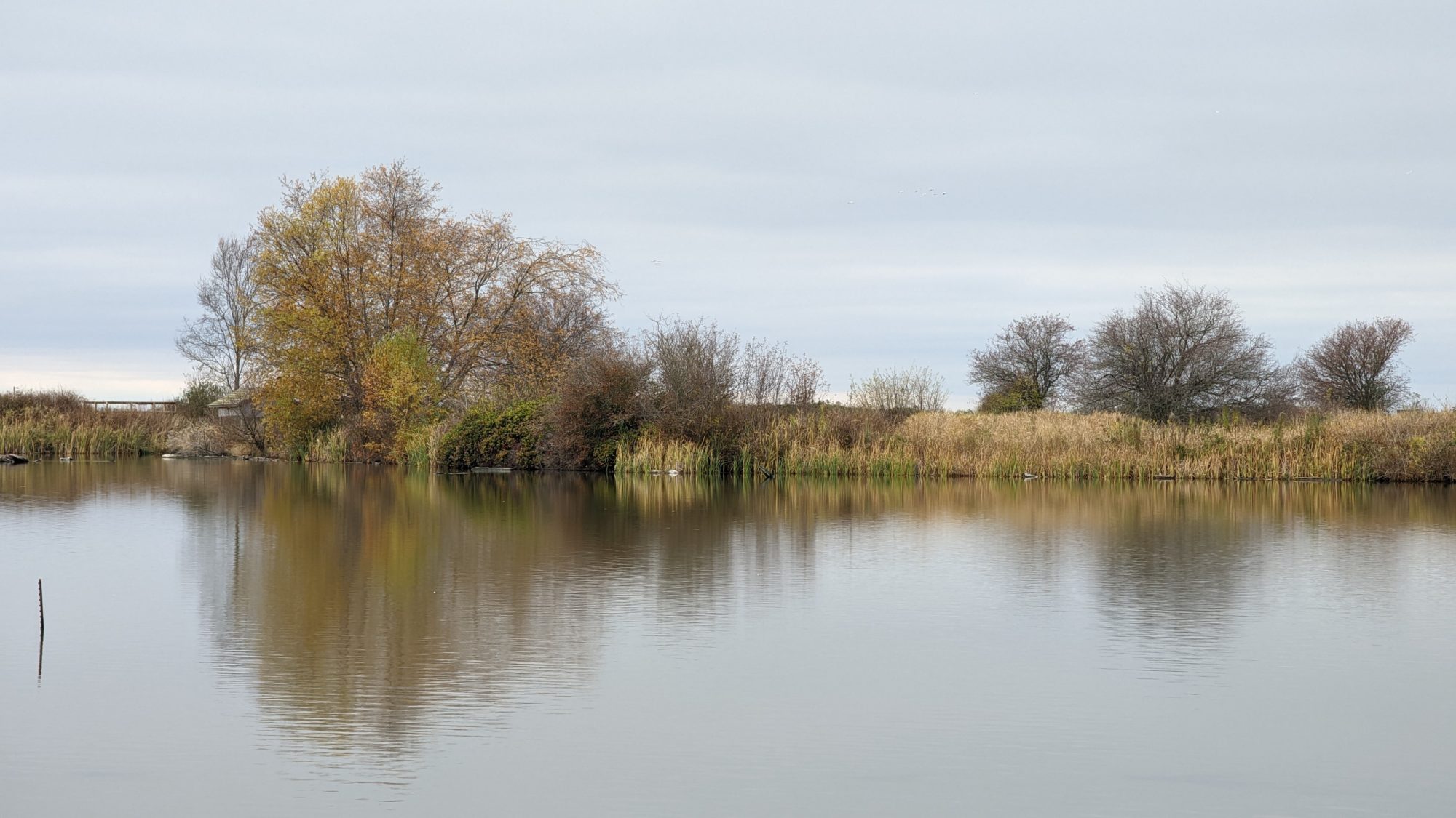 Overcast pond