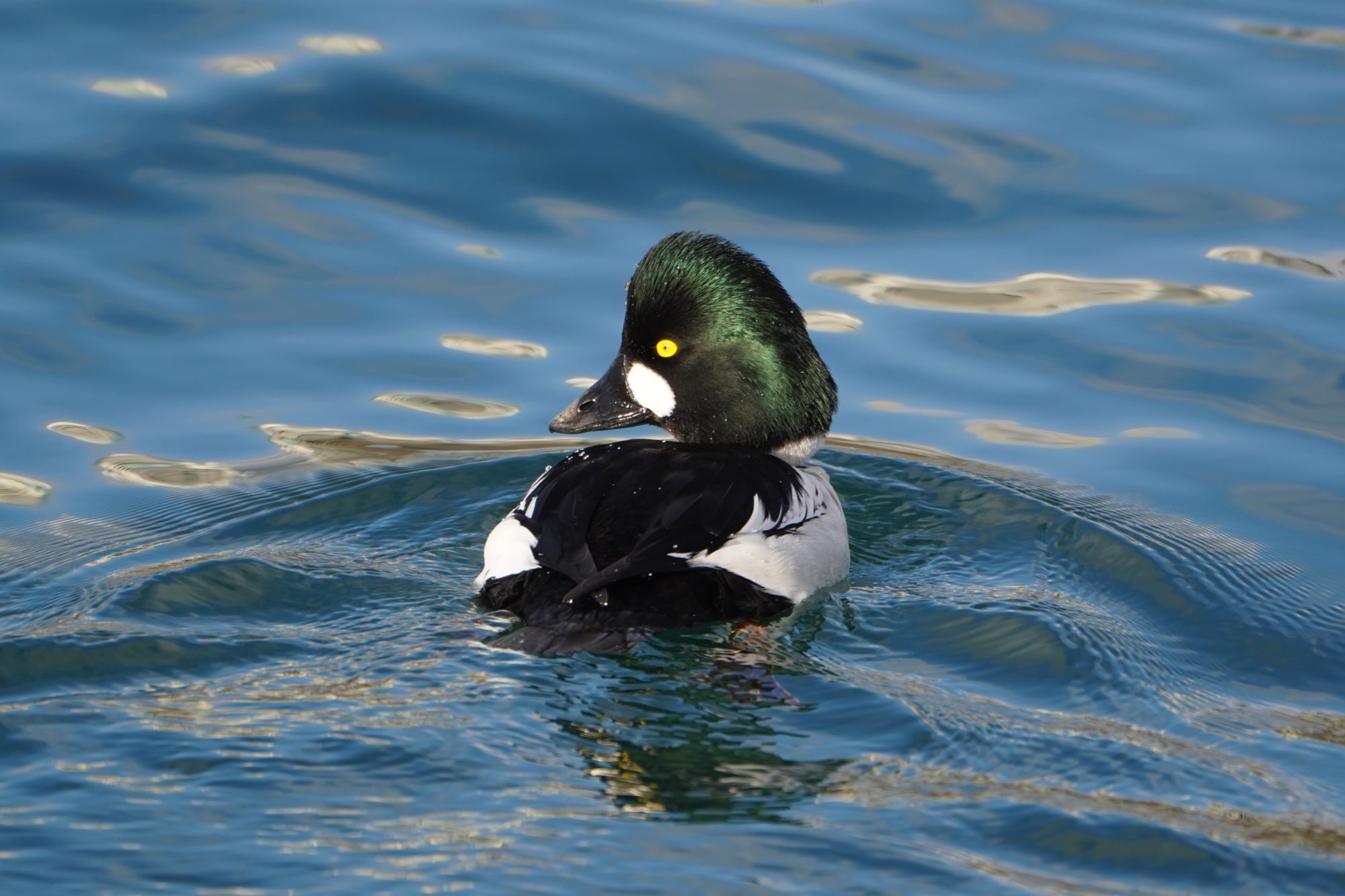 Common Goldeneye