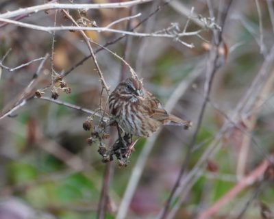 Song Sparrow