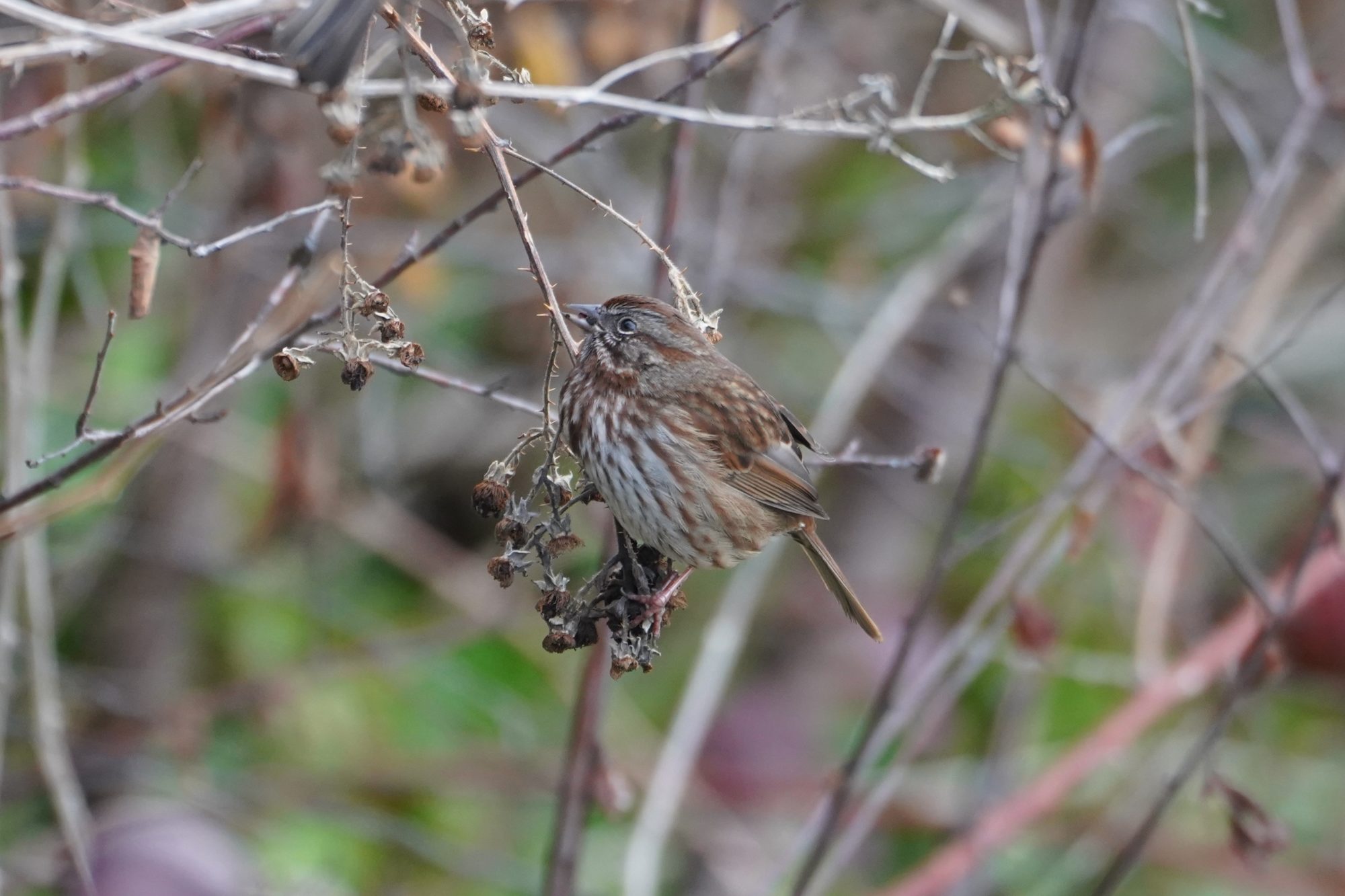 Song Sparrow